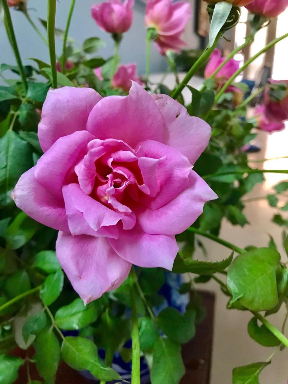 The Rose Home Hanoi Buitenkant foto